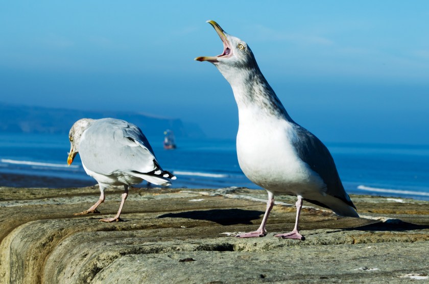 seagull_209239