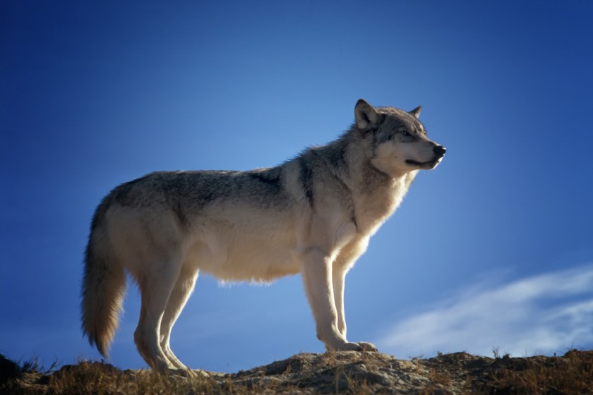 wolf_predator_wildlife
